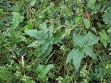 Valeriana sambucifolia