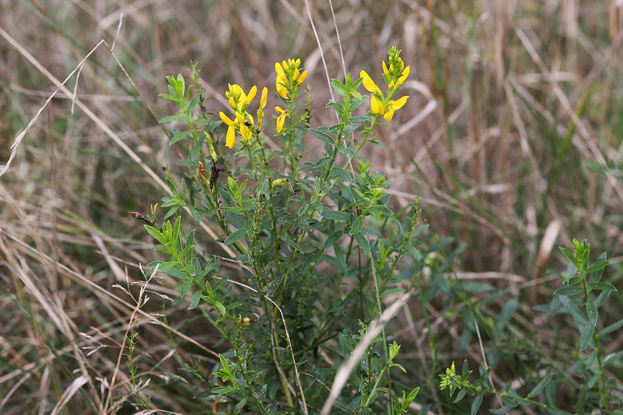 Изображение особи Genista tinctoria.