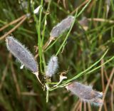 Cytisus oromediterraneus. Верхушка веточки с плодами. Испания, Центральная Кордильера, национальный парк Сьерра-де-Гуадаррама, гора Абантос, горный склон. Октябрь.