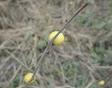 род Solanum