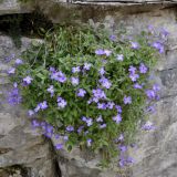 Aubrieta thessala