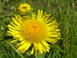 Inula britannica