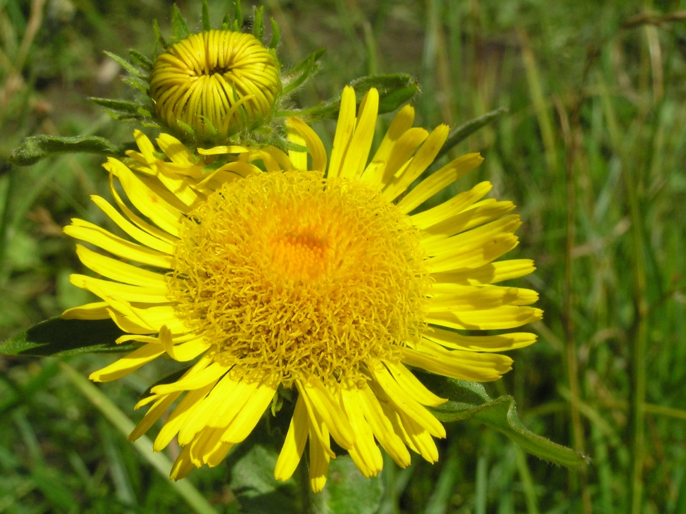 Изображение особи Inula britannica.