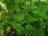 Chenopodium album