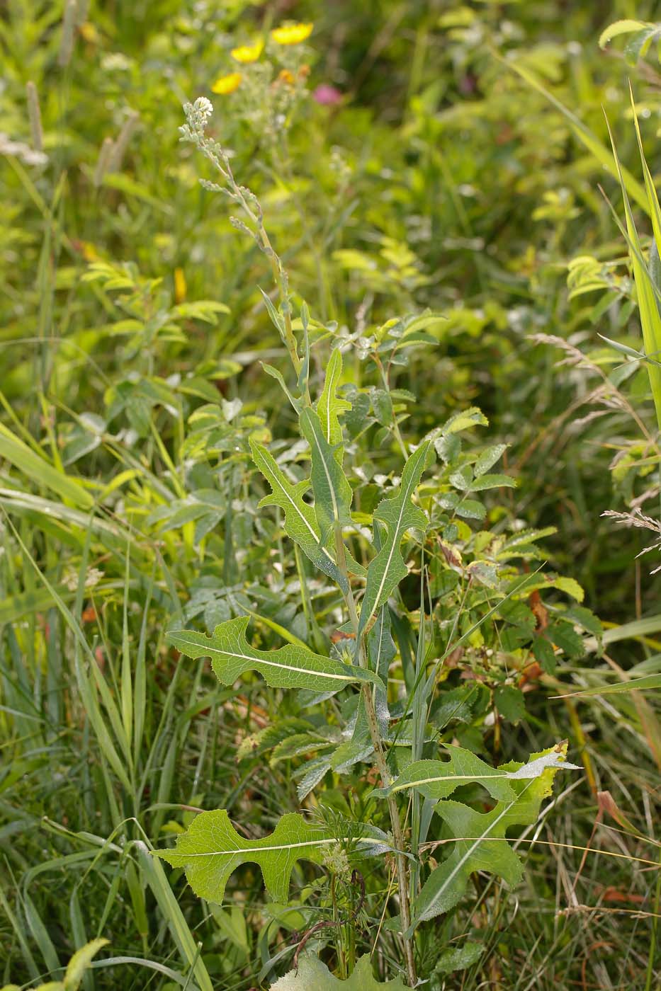 Изображение особи Lactuca serriola.