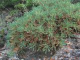 Astragalus aureus