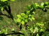 Veratrum lobelianum. Часть соцветия. Беларусь, Гродненская обл., Новогрудский р-н, верховья р. Литовка, низинный таволгово-разнотравный луг. 22.07.2014.