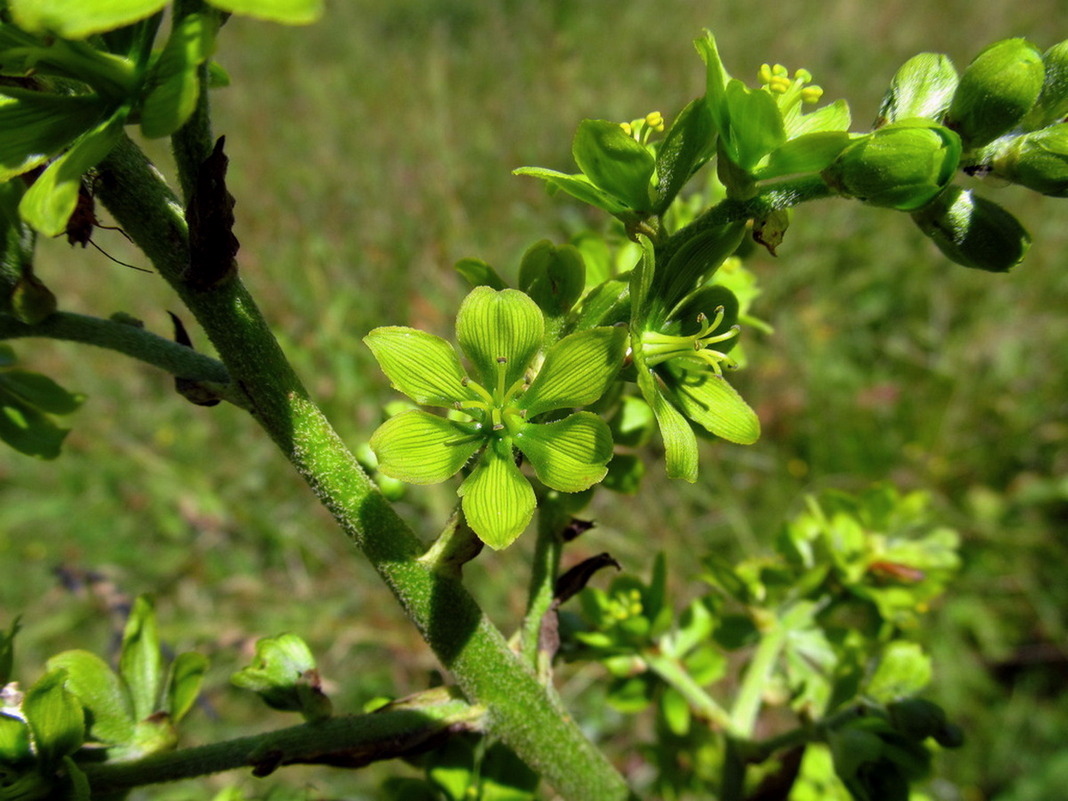 Изображение особи Veratrum lobelianum.