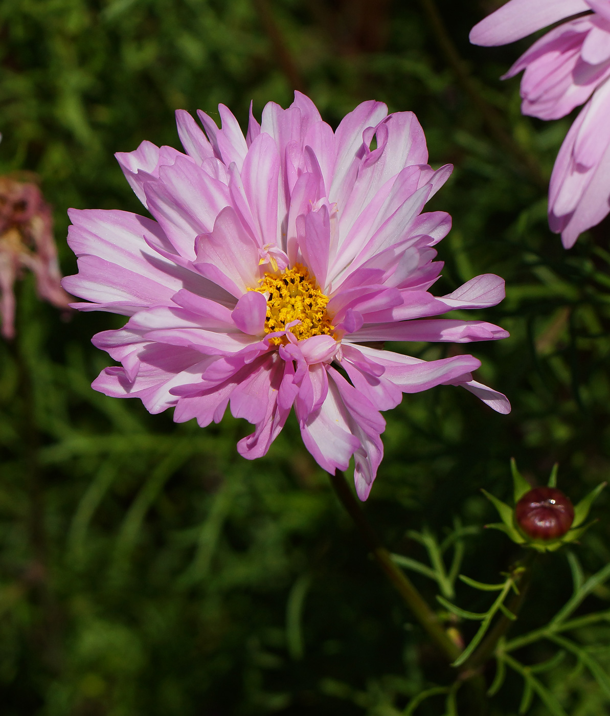 Изображение особи Cosmos bipinnatus.