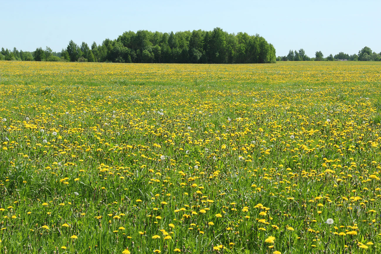 Изображение особи Taraxacum officinale.