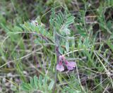 Vicia striata