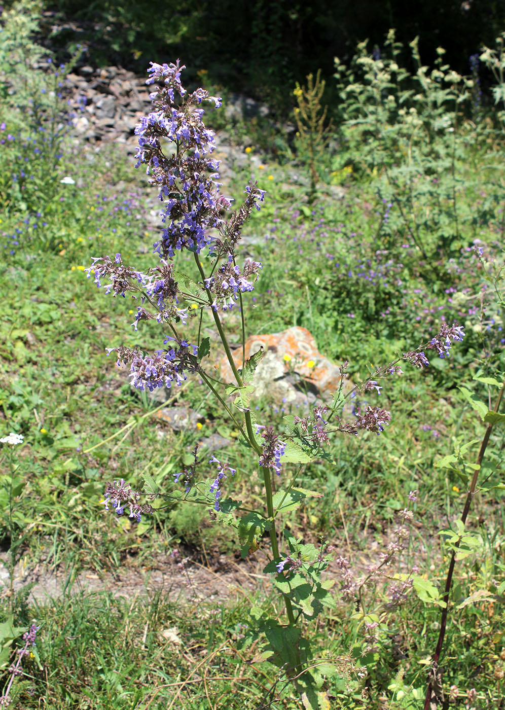 Изображение особи Nepeta grandiflora.