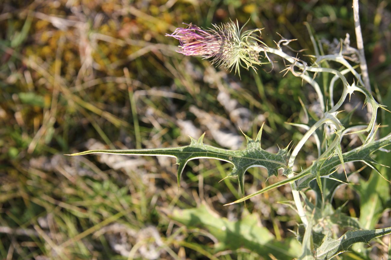 Изображение особи род Cirsium.