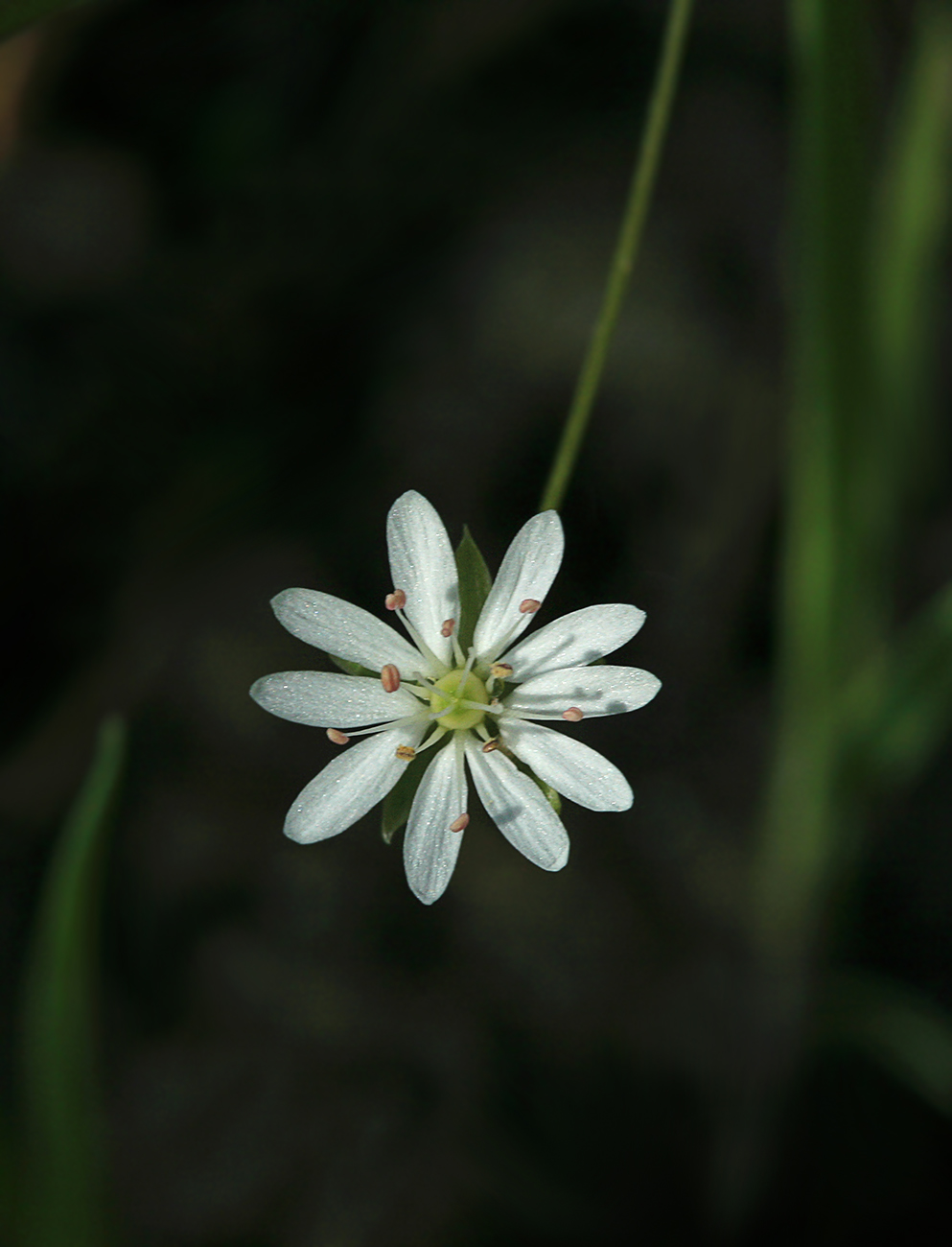 Изображение особи Stellaria longifolia.