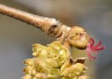 Corylus avellana