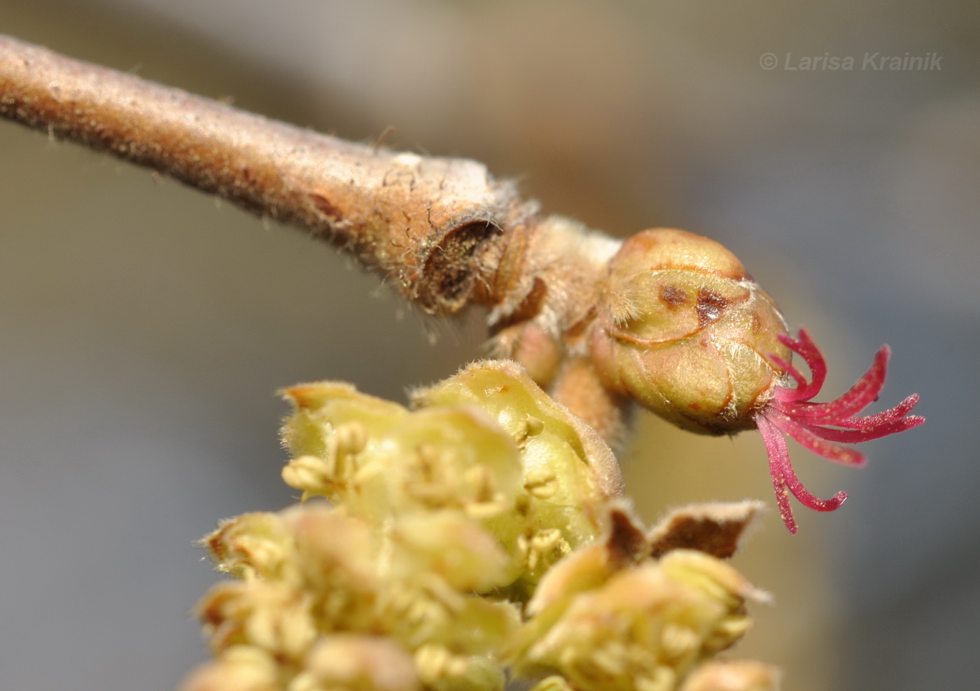 Изображение особи Corylus avellana.