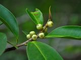 Ficus microcarpa. Верхушка побега с сикониями. Малайзия, штат Саравак, национальный парк Бако; о-в Калимантан, опушка влажного тропического леса. 11.05.2017.