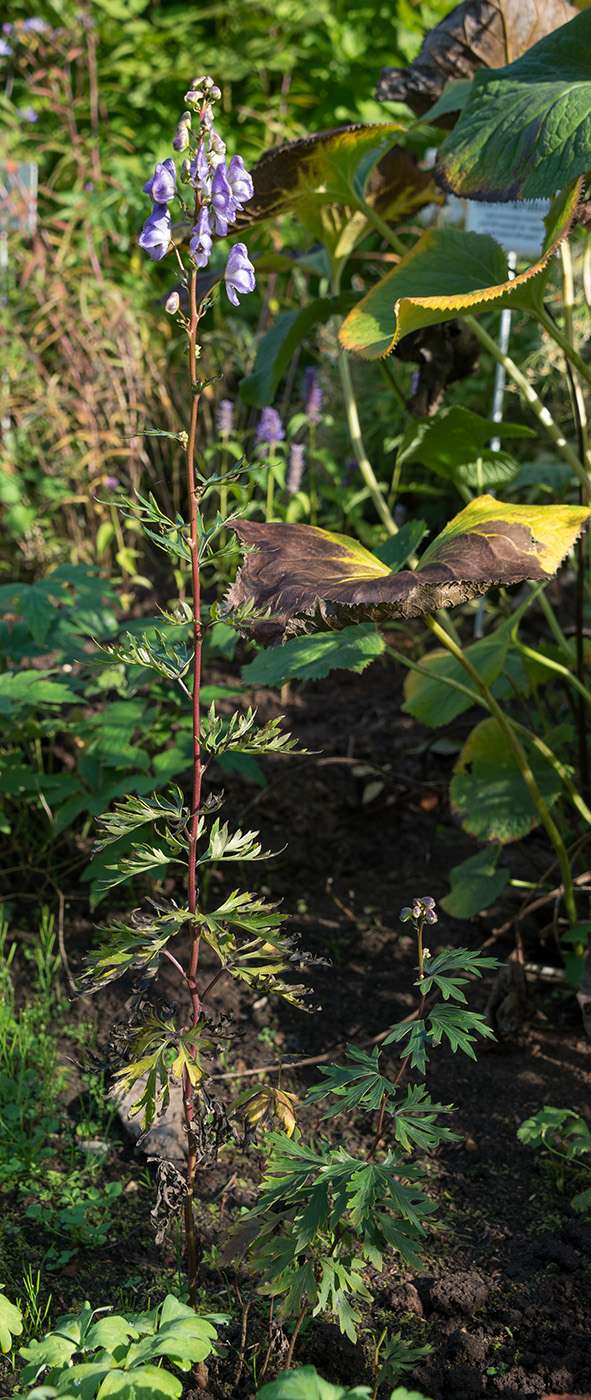 Изображение особи род Aconitum.