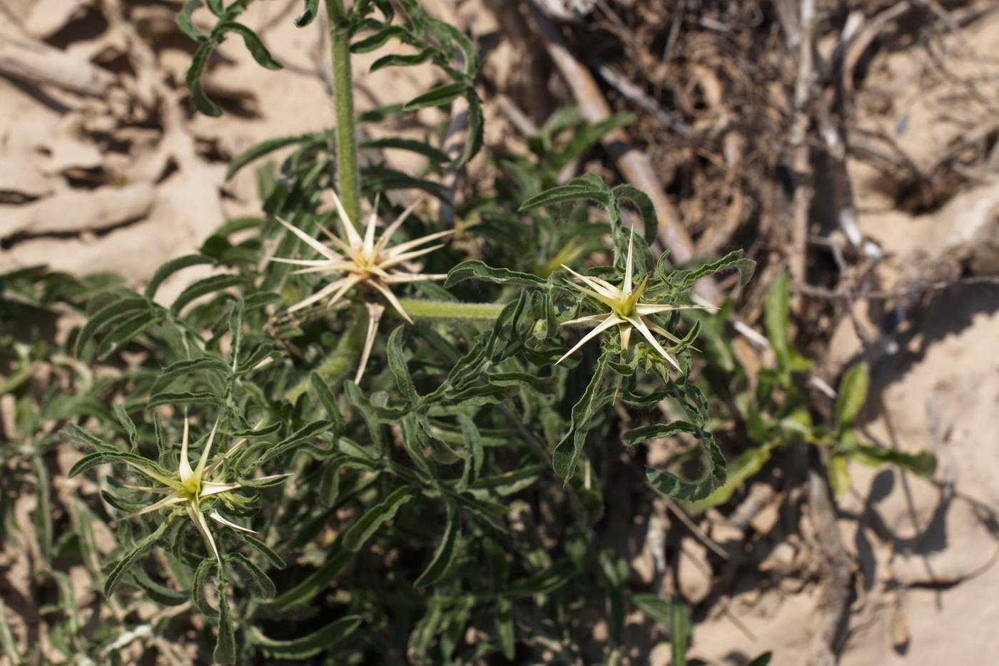 Изображение особи Centaurea iberica.