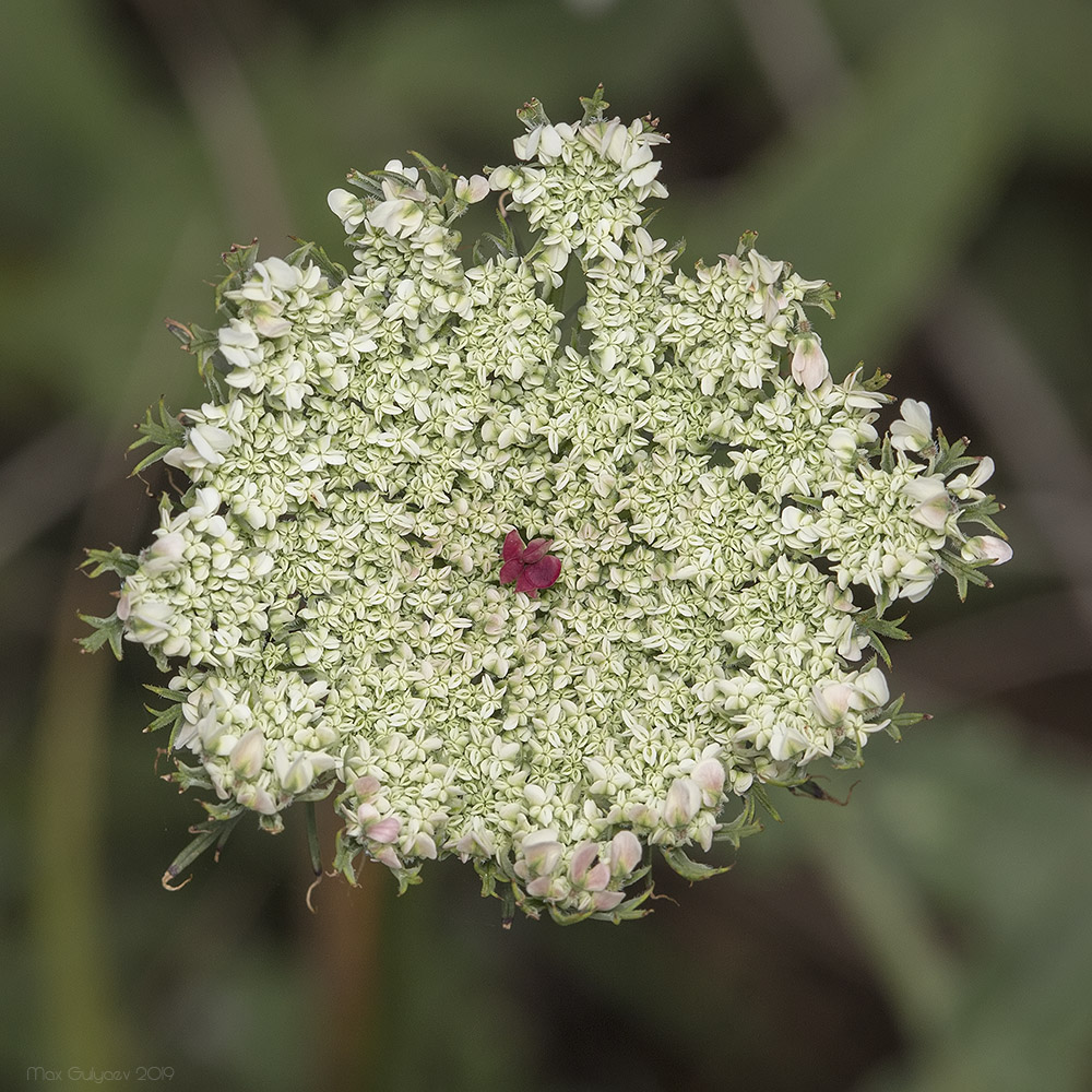 Изображение особи Daucus carota.