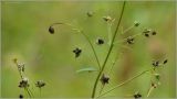 Thalictrum flavum