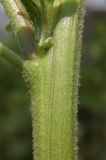 Amaranthus retroflexus