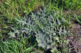 Cirsium vulgare