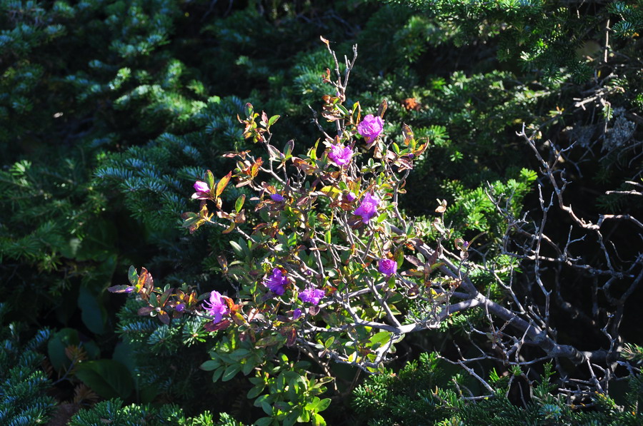 Изображение особи Rhododendron sichotense.