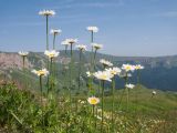 Anthemis melanoloma