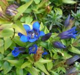 Gentiana septemfida