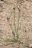 Allium inconspicuum