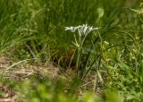 Ornithogalum navaschinii