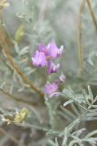 Astragalus tauricus. Цветки, листья и плод. Крым, природный парк регионального значения «Белая скала», меловой борт временного водотока. 11 августа 2021 г.