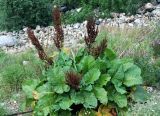 Rumex alpinus