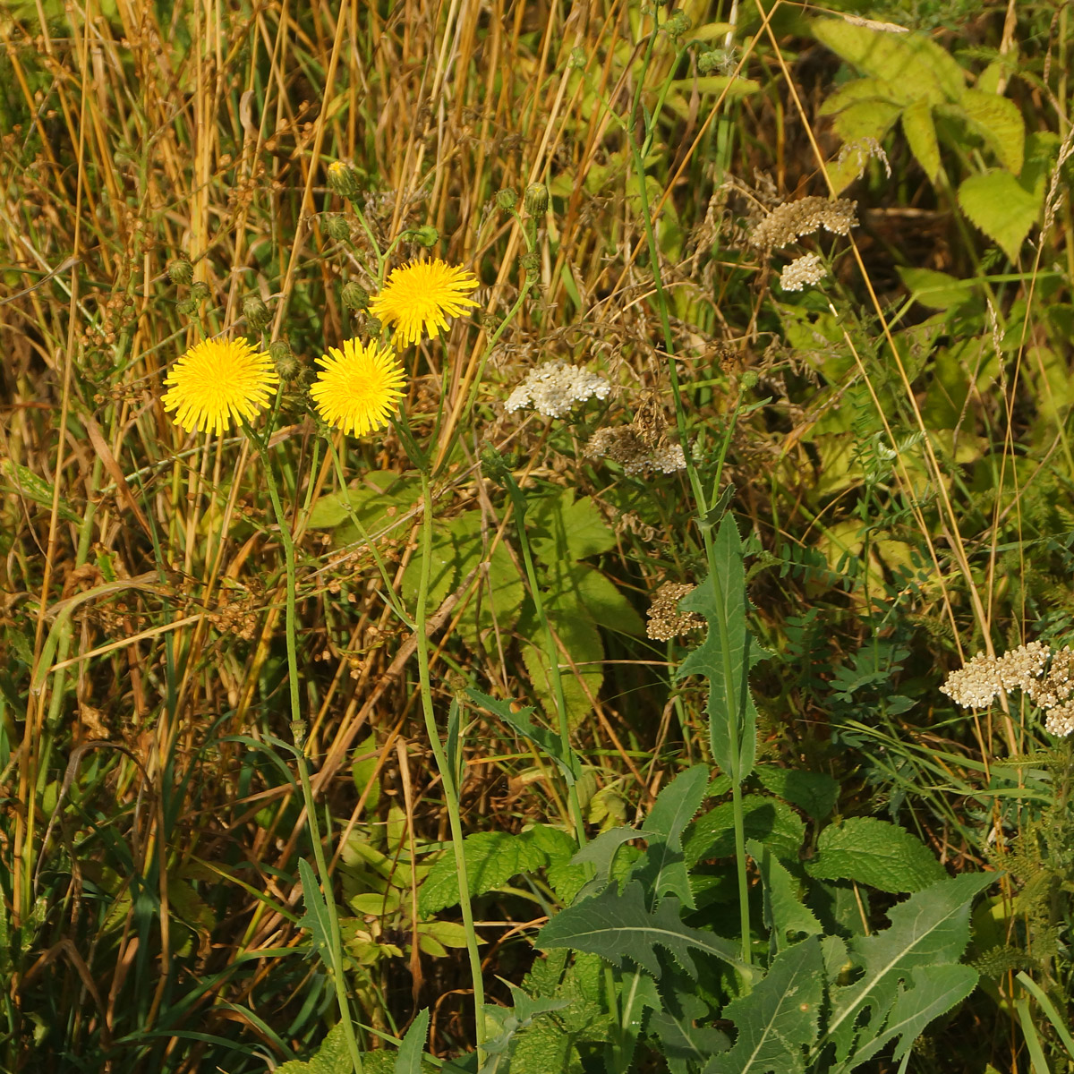 Изображение особи Sonchus arvensis ssp. uliginosus.