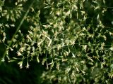 Deschampsia cespitosa. Часть соцветия. Тверская обл., Кимрский р-н, заросшая тропинка в смешанном лесу. 25.06.2021.