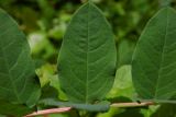 Astragalus glycyphyllos. Листочки (верхняя сторона). Республика Адыгея, г. Майкоп, южная окраина, водораздельный хр. Нагиеж-Уашх, между обрывом к р. Белая и кустарниковыми зарослями, у тропинки. 11.06.2022.