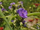 Tradescantia virginiana. Соцветие. Санкт-Петербург, Ботанический сад БИН РАН, альпийская горка. 25.07.2022.