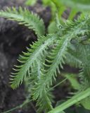 Achillea camtschatica