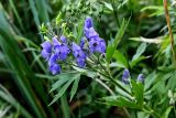 Aconitum maximum