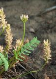 Astragalus inopinatus. Соцветия и лист. Республика Саха (Якутия), Хангаласский улус, левый берег р. Сиинэ (Синяя) выше устья р. Сылбах, сосновый лес. 28.07.2023.