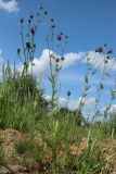 Centaurea scabiosa. Расцветающее растение. Беларусь, Витебская обл., пос. Езерище, дол. р. Оболь у плотины, нарушенный луг у берега. 23.06.2023.