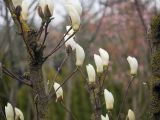 Magnolia denudata. Ветви с бутонами. Краснодар, парк \"Краснодар\", Японский сад, в культуре. 21.03.2024.