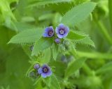 Asperugo procumbens. Верхушка цветущего растения. Ростовская обл., Азовский р-н, с. Кугей, во дворе. 9 мая 2011 г.