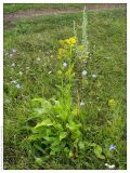 Senecio schwetzowii. Зацветающее растение. Республика Татарстан, Нурлатский р-н. 13.07.2005.