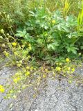 Potentilla approximata