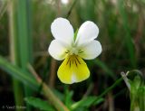 Viola tricolor