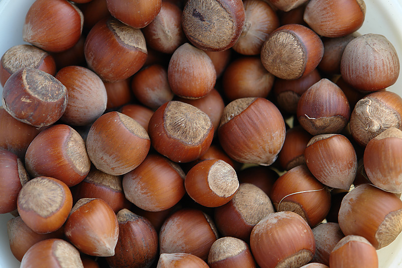 Лещина обыкновенная (<a class=plant target=catalog href=http://mycoweb.ru/GIF/catalog/plant_catalog.php?level=picture&id=3877>Corylus avellana</a>). Автор фото: Виталий Гуменюк Лещина обыкновенная (<a class=plant target=catalog href=http://mycoweb.ru/GIF/catalog/plant_catalog.php?level=picture&id=3877>Corylus avellana</a>). Автор фото: Виталий Гуменюк
