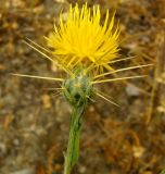 Centaurea solstitialis