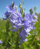 Veronica teucrium. Соцветия. Тульская обл, Алексинский р-н, окр. дер. Новое Клейменово, опушка березняка. 22.06.2012.